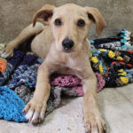 Chester