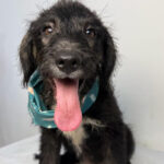 Muffin
