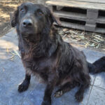 Tinto