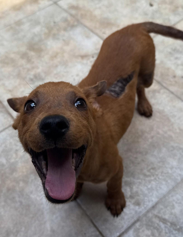 Huguito