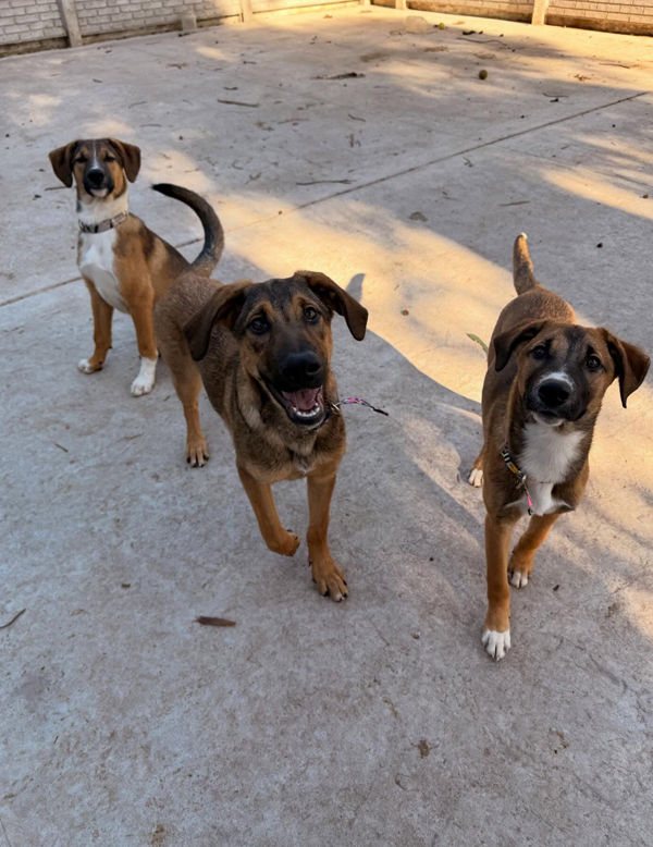 Cachorro Caramelo