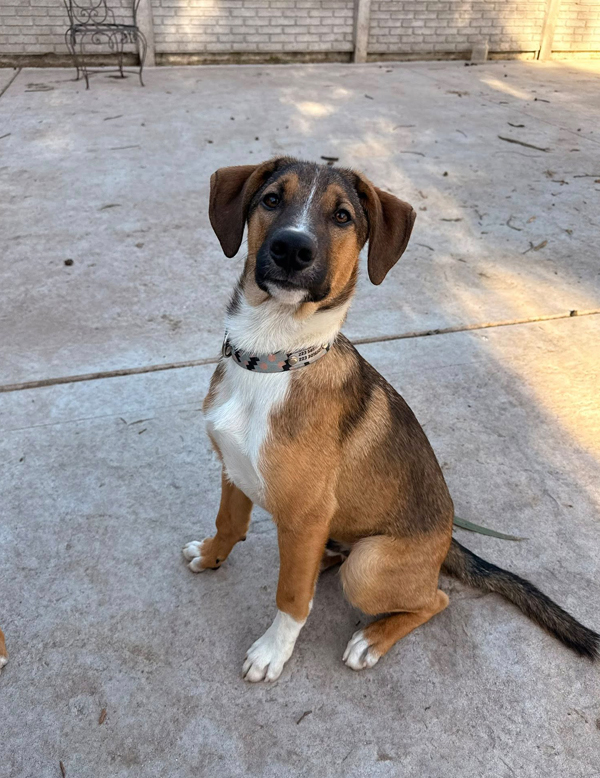Cachorrón Churro