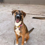 Cachorrona Moka