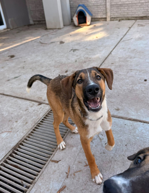 Cachorrón Churro