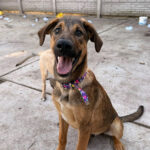 Cachorro Caramelo