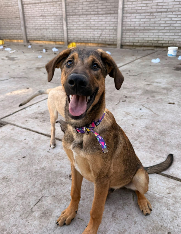 Cachorro Caramelo