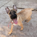 Cachorra Kiara