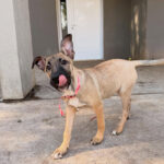 Cachorra Kiara
