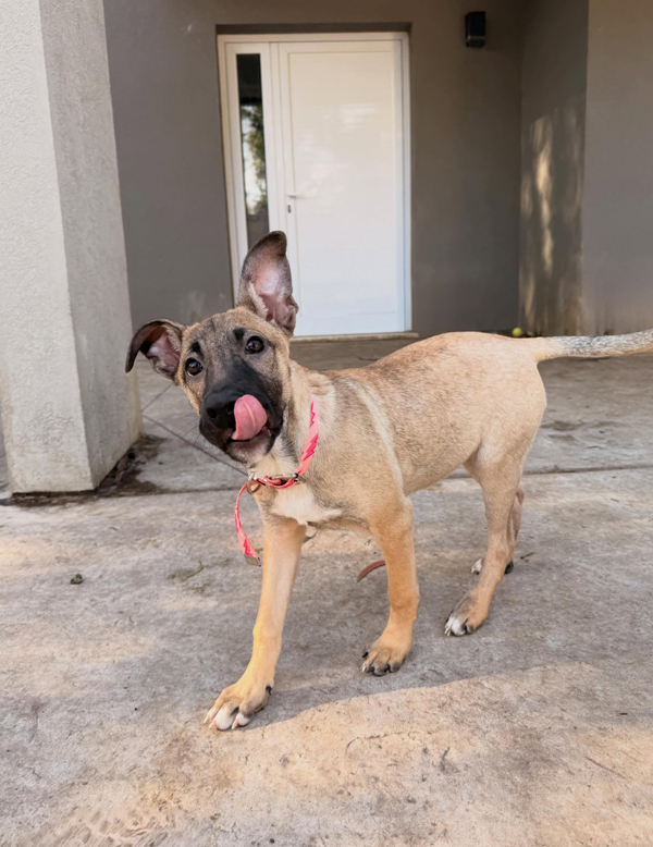 Cachorra Kiara