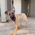 Cachorra Kiara