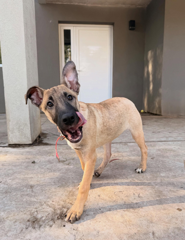 Cachorra Kiara