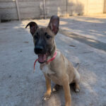 Cachorra Kiara