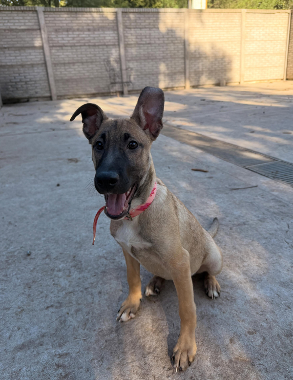 Cachorra Kiara