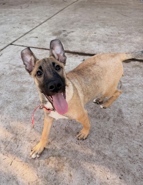 Cachorra Kiara