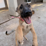 Cachorra Kiara