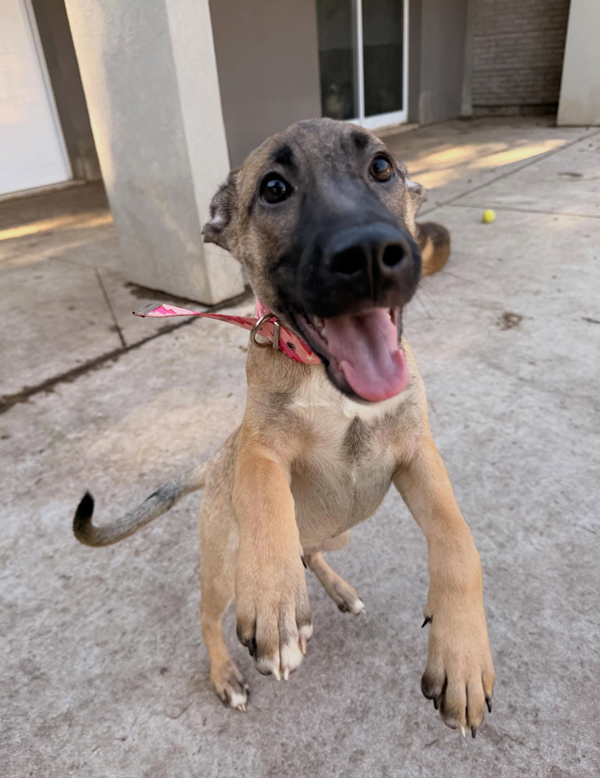 Cachorra Kiara