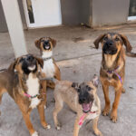 Cachorra Kiara