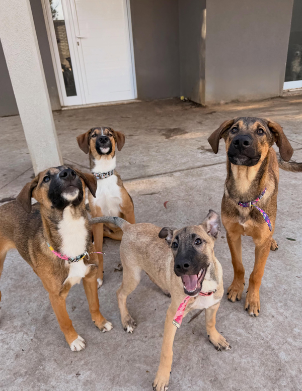 Cachorra Kiara
