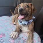 Cachorra Peppa