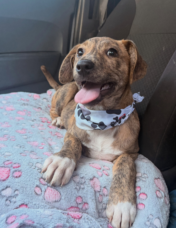 Cachorra Peppa