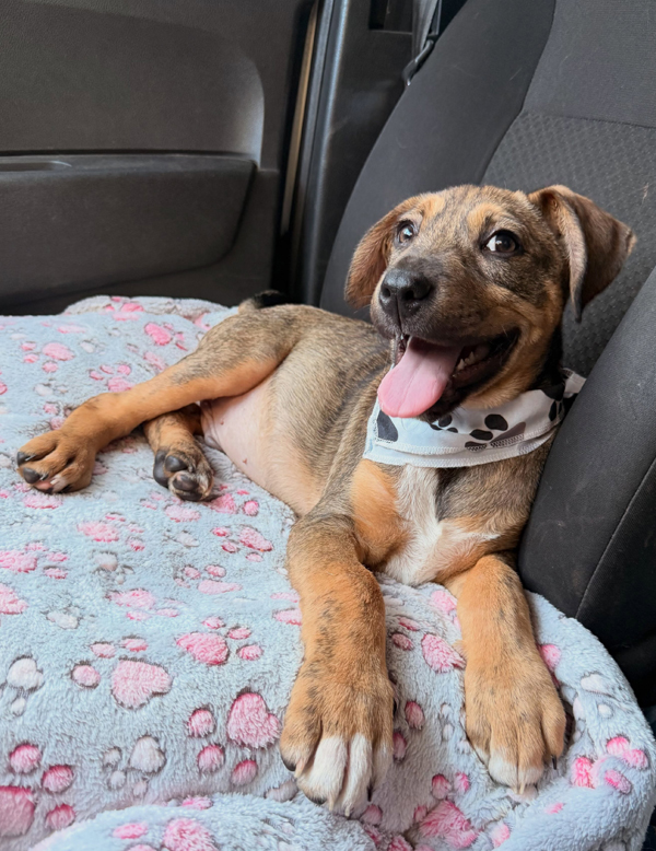 Cachorro Obélix