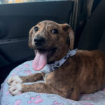 Cachorra Peppa