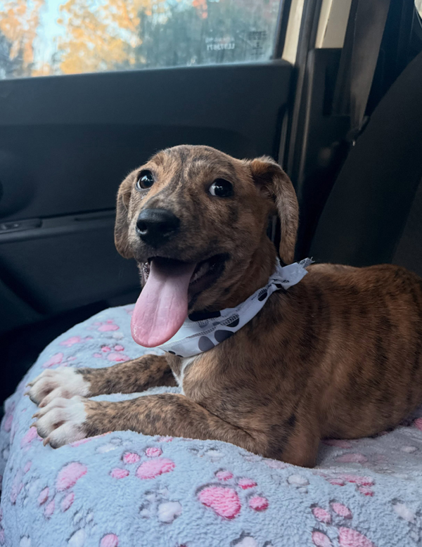 Cachorra Peppa