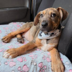 Cachorro Obélix