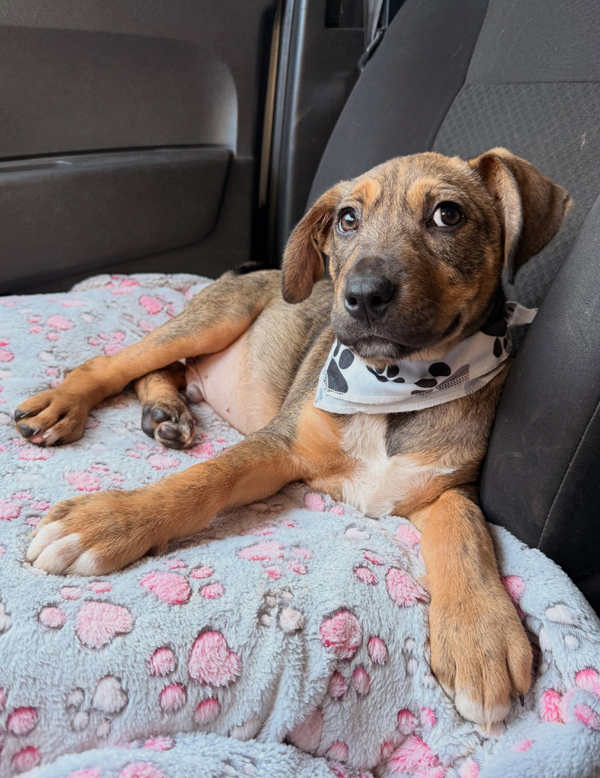 Cachorro Obélix